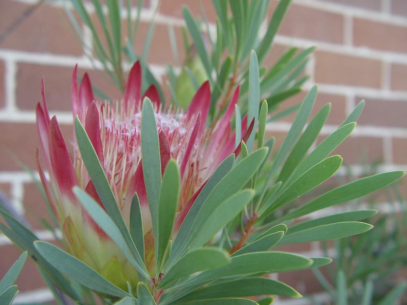 protea-b 011.jpg